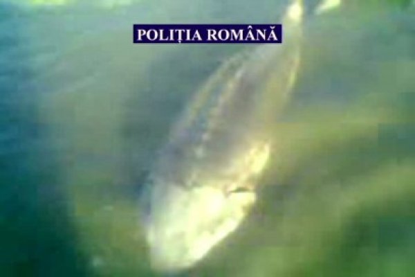 Morun de 150 de kilograme, recuperat de la braconieri şi eliberat înapoi în Dunăre - video